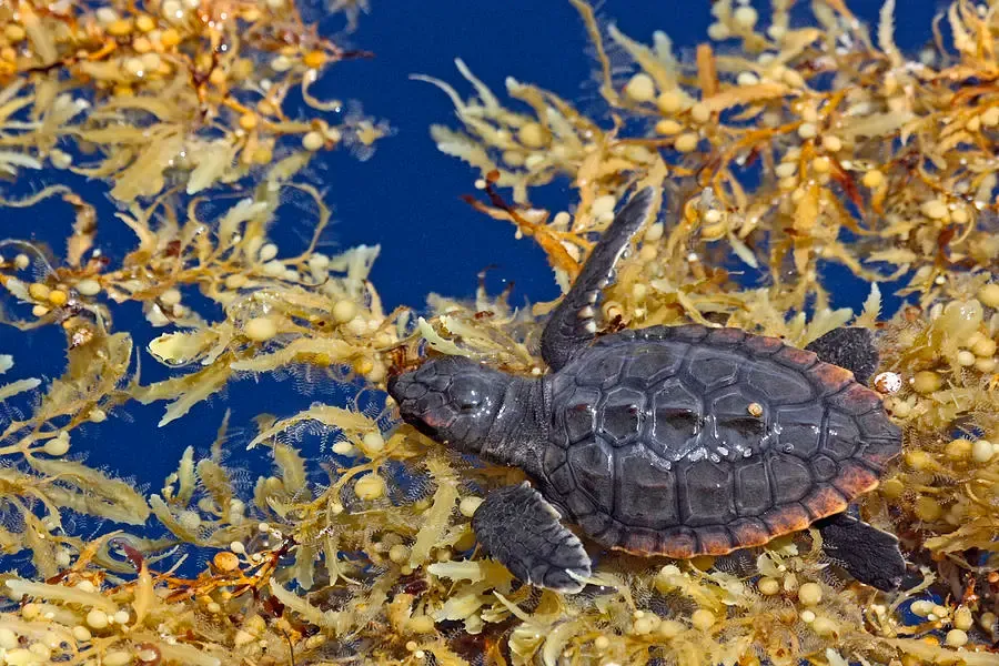 Tortugas marinas juveniles refugiándose en sargazo en mar abierto