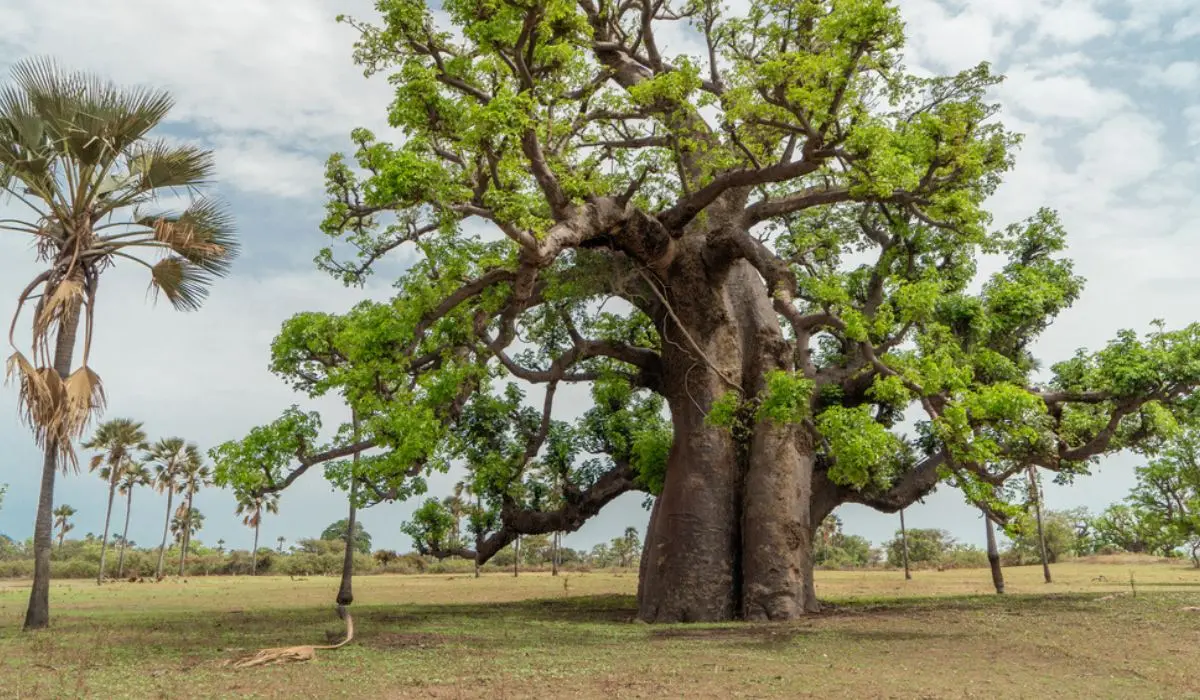Adansonia digitata (Baobab)