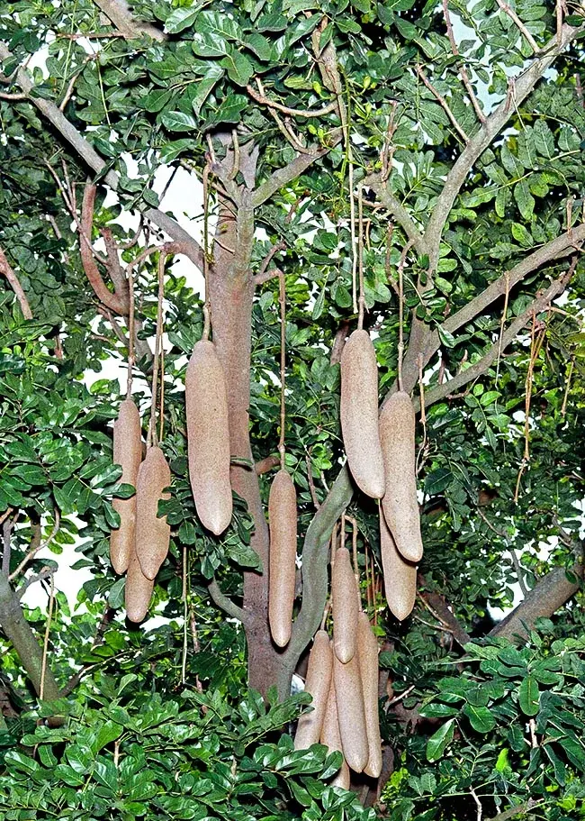 Kigelia africana
