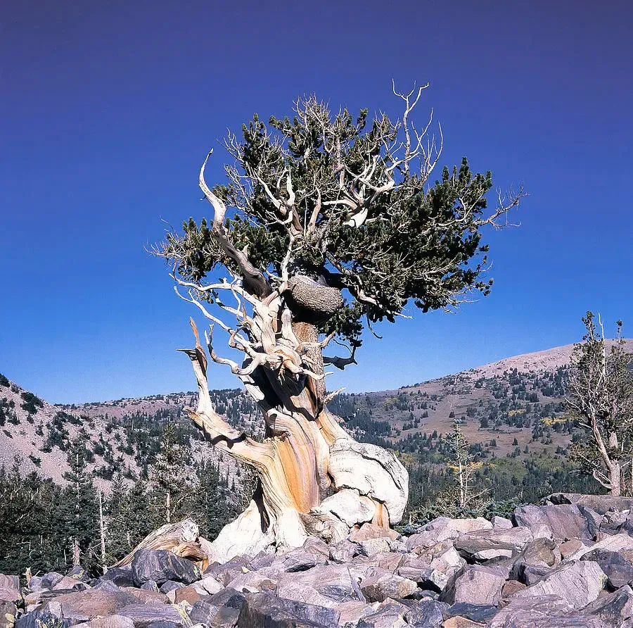 Pinus aristata (Pino Bristlecone)